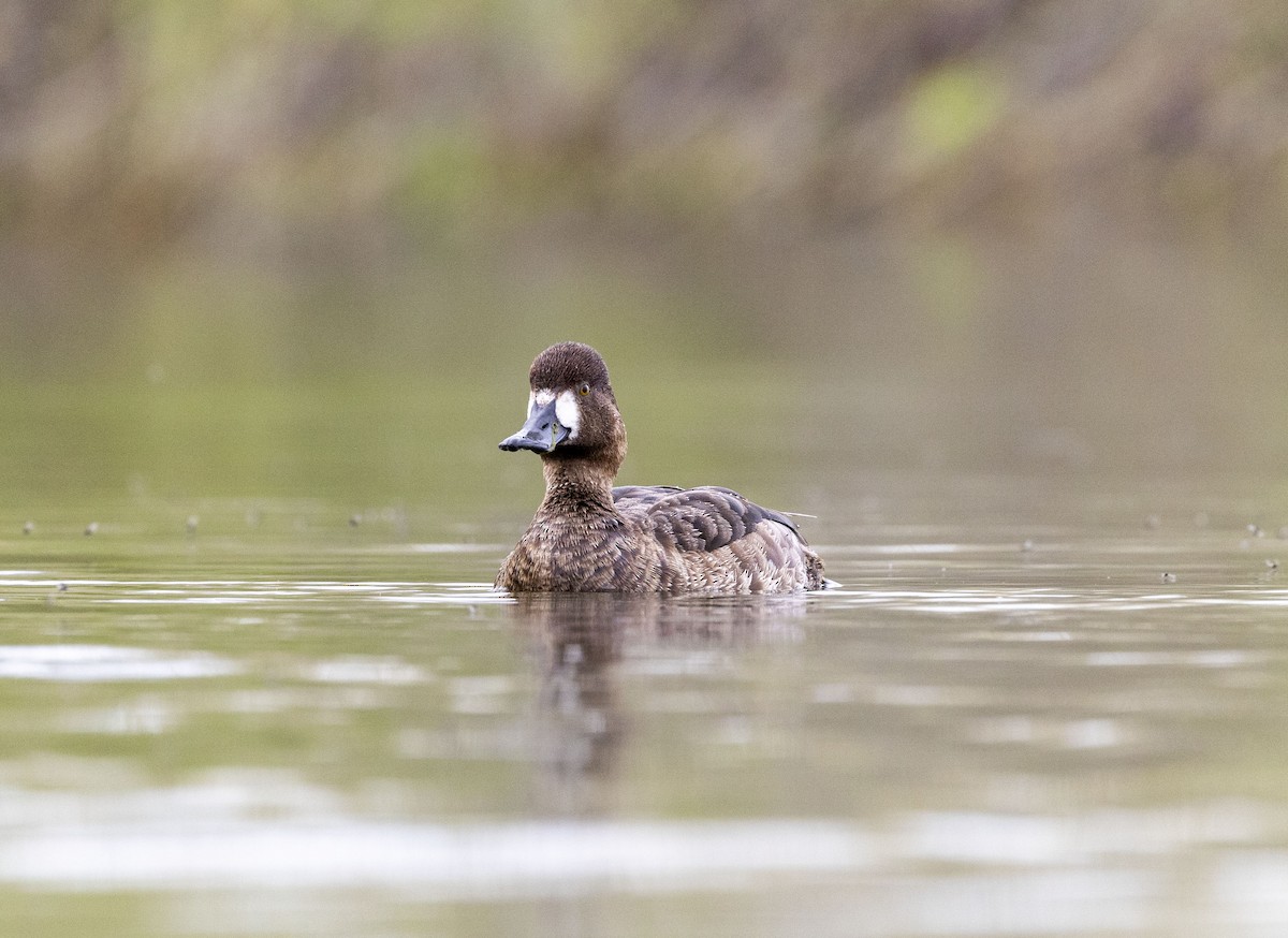 Greater Scaup - ML618176501