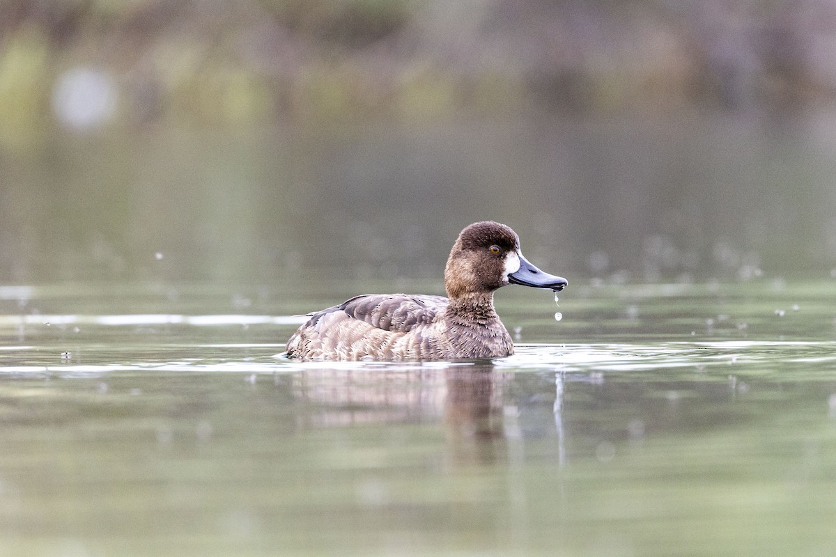 Greater Scaup - ML618176503