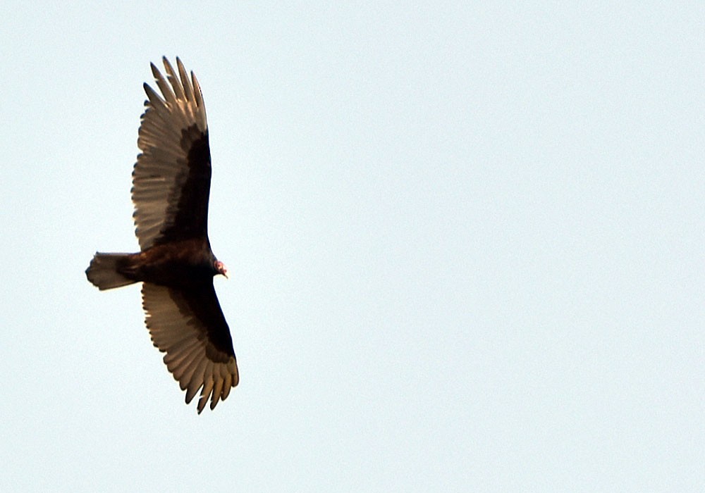 Turkey Vulture - ML618176521