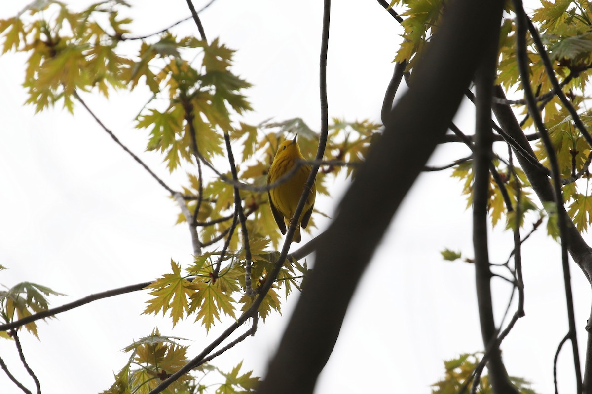 Yellow Warbler - ML618176571