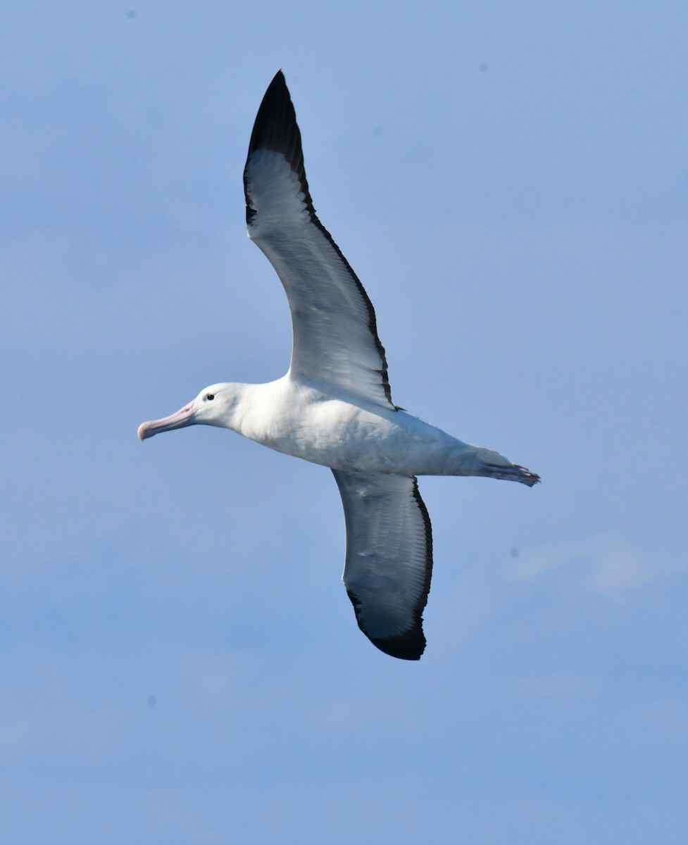 albatros královský - ML618176595