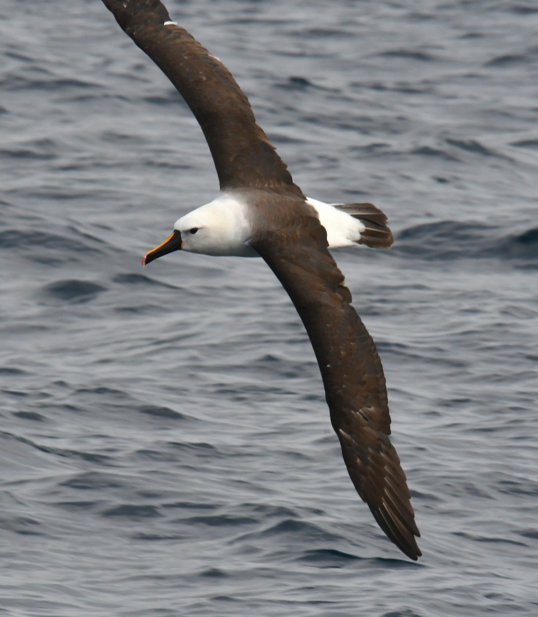 Indian Yellow-nosed Albatross - ML618176644
