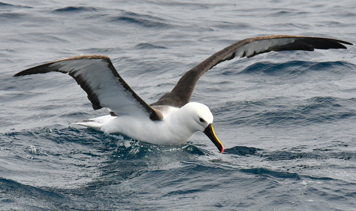 Indian Yellow-nosed Albatross - Ron Sawyer