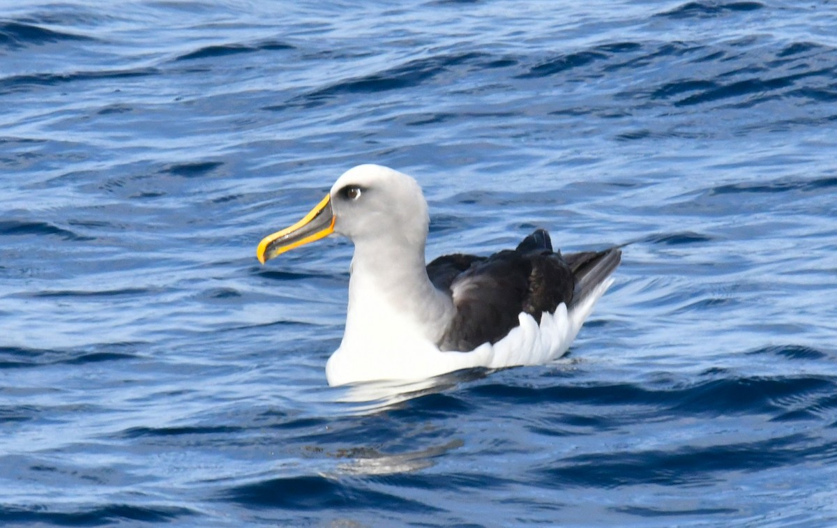albatros Bullerův - ML618176692