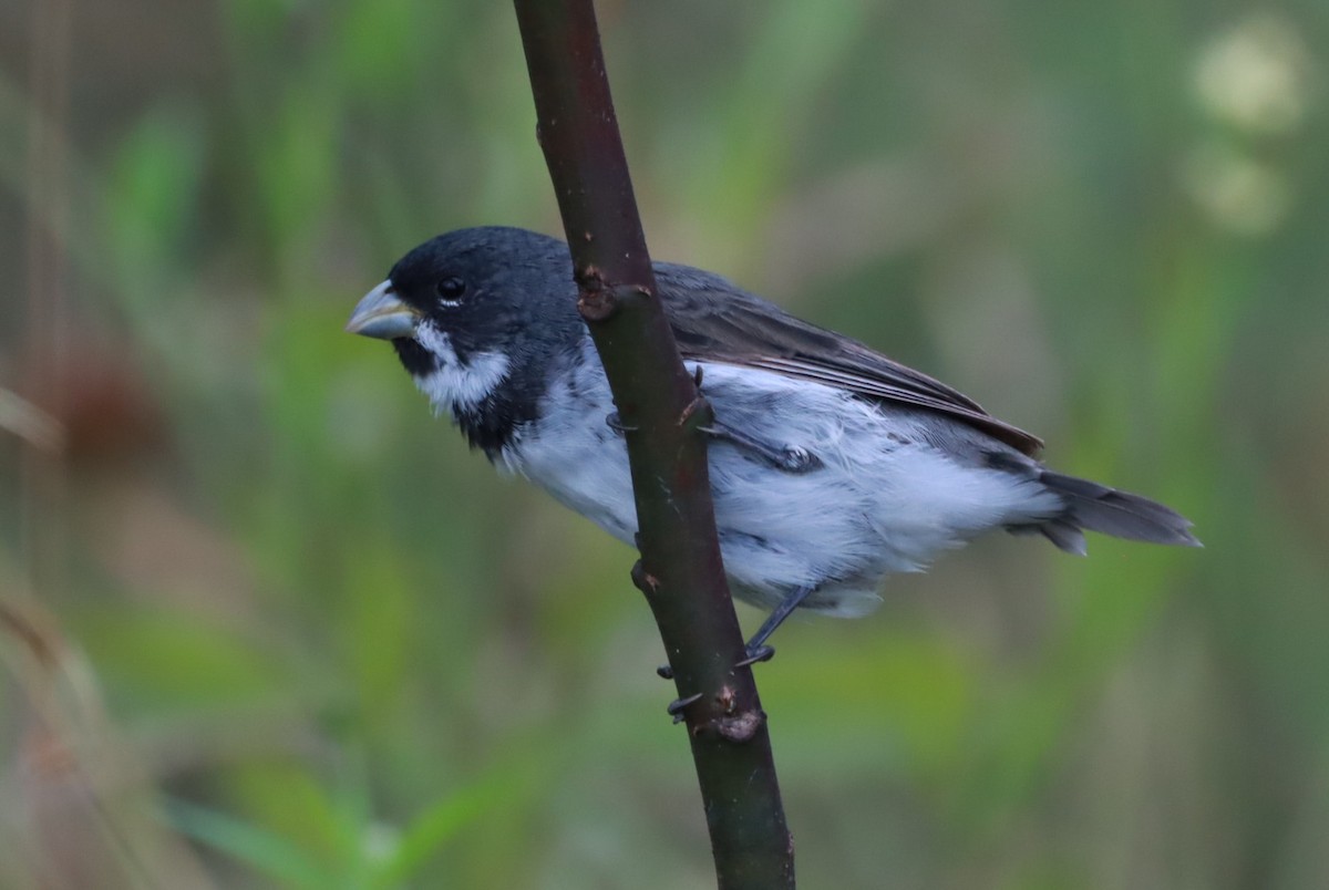 Double-collared Seedeater - João Paulo Durante