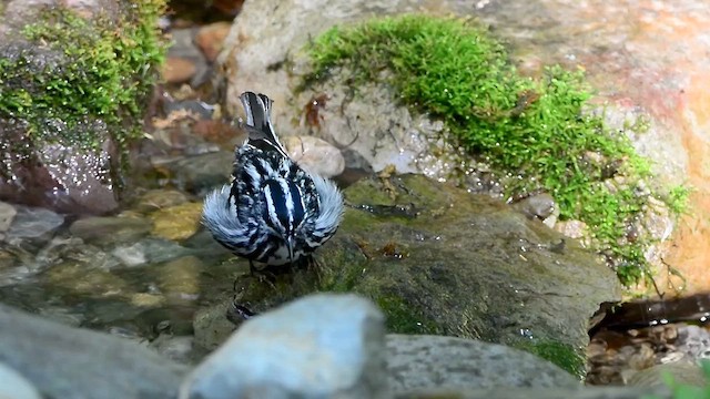 Black-and-white Warbler - ML618176708