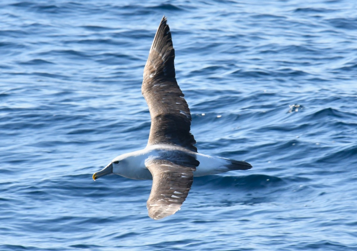 White-capped Albatross - ML618176709