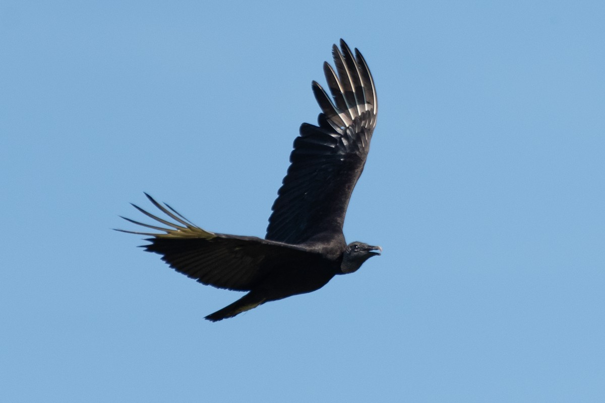 Black Vulture - ML618176726