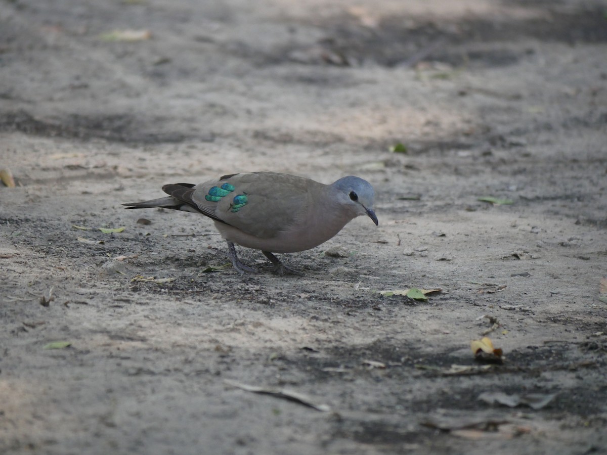Emerald-spotted Wood-Dove - ML618176739