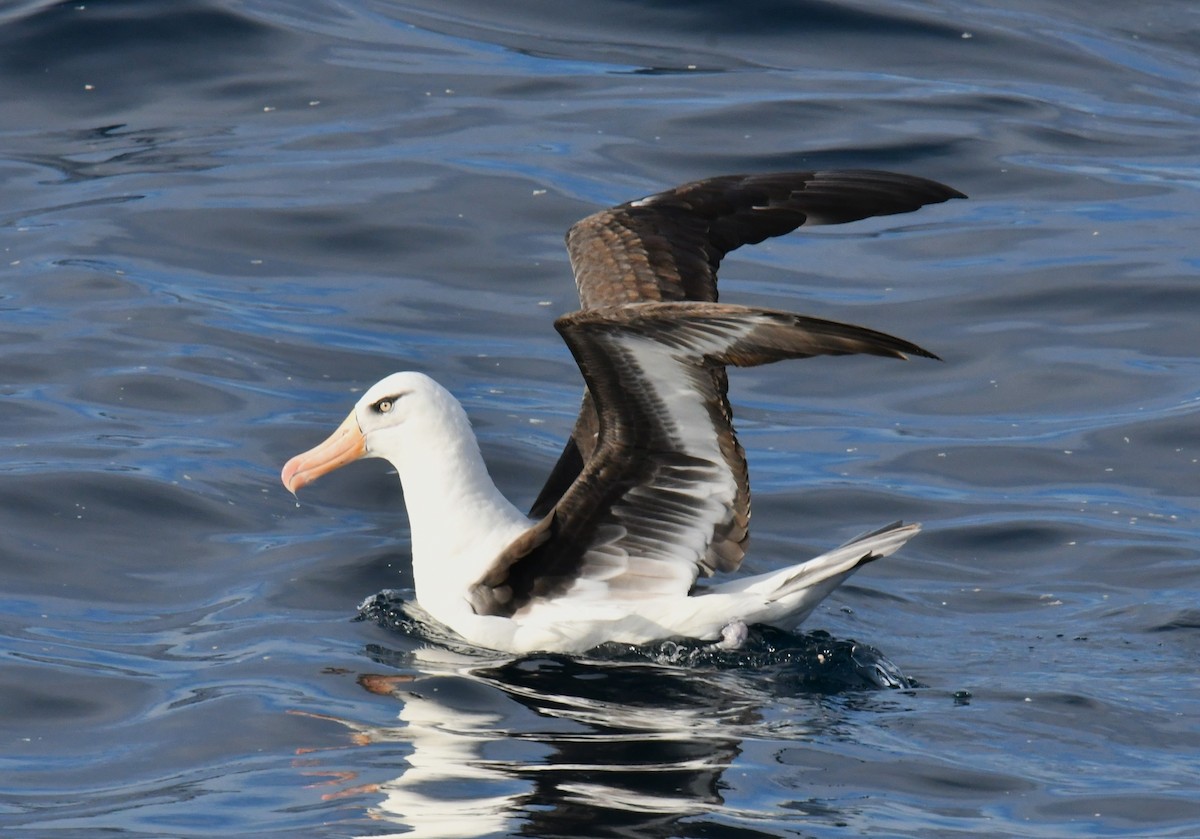 Black-browed Albatross (Campbell) - ML618176759