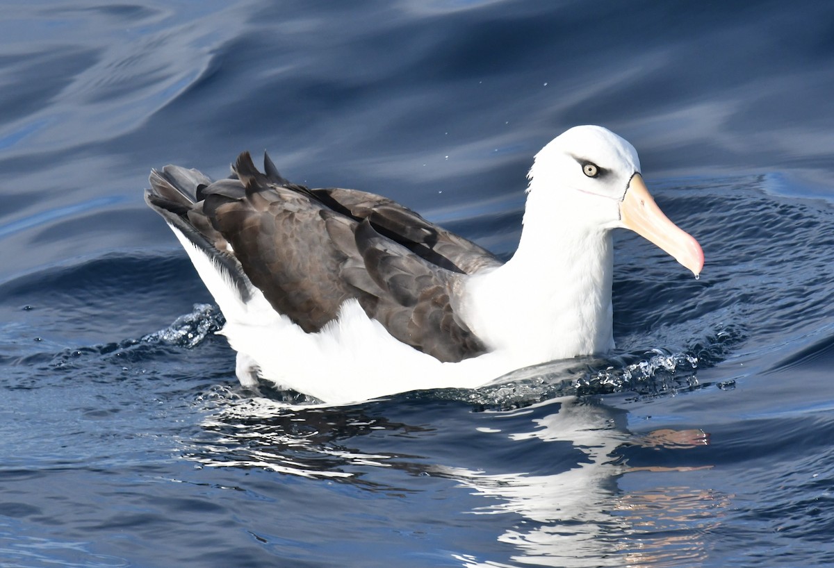 Albatros bekainduna (impavida) - ML618176761