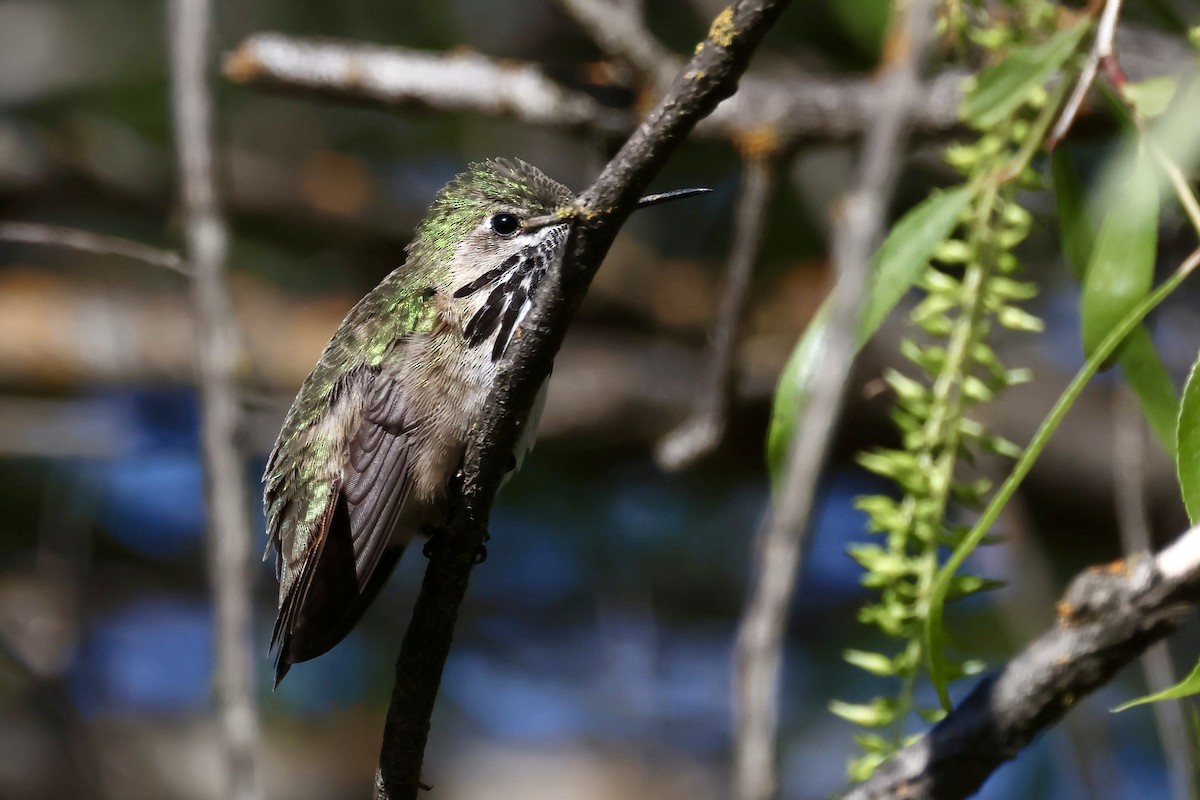Calliope Hummingbird - ML618176802