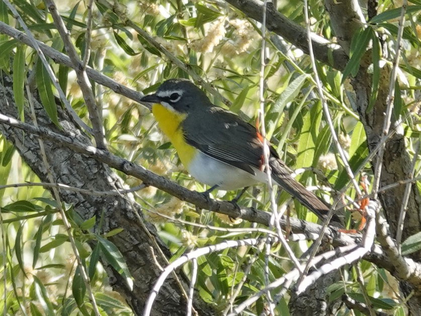 Yellow-breasted Chat - ML618176805
