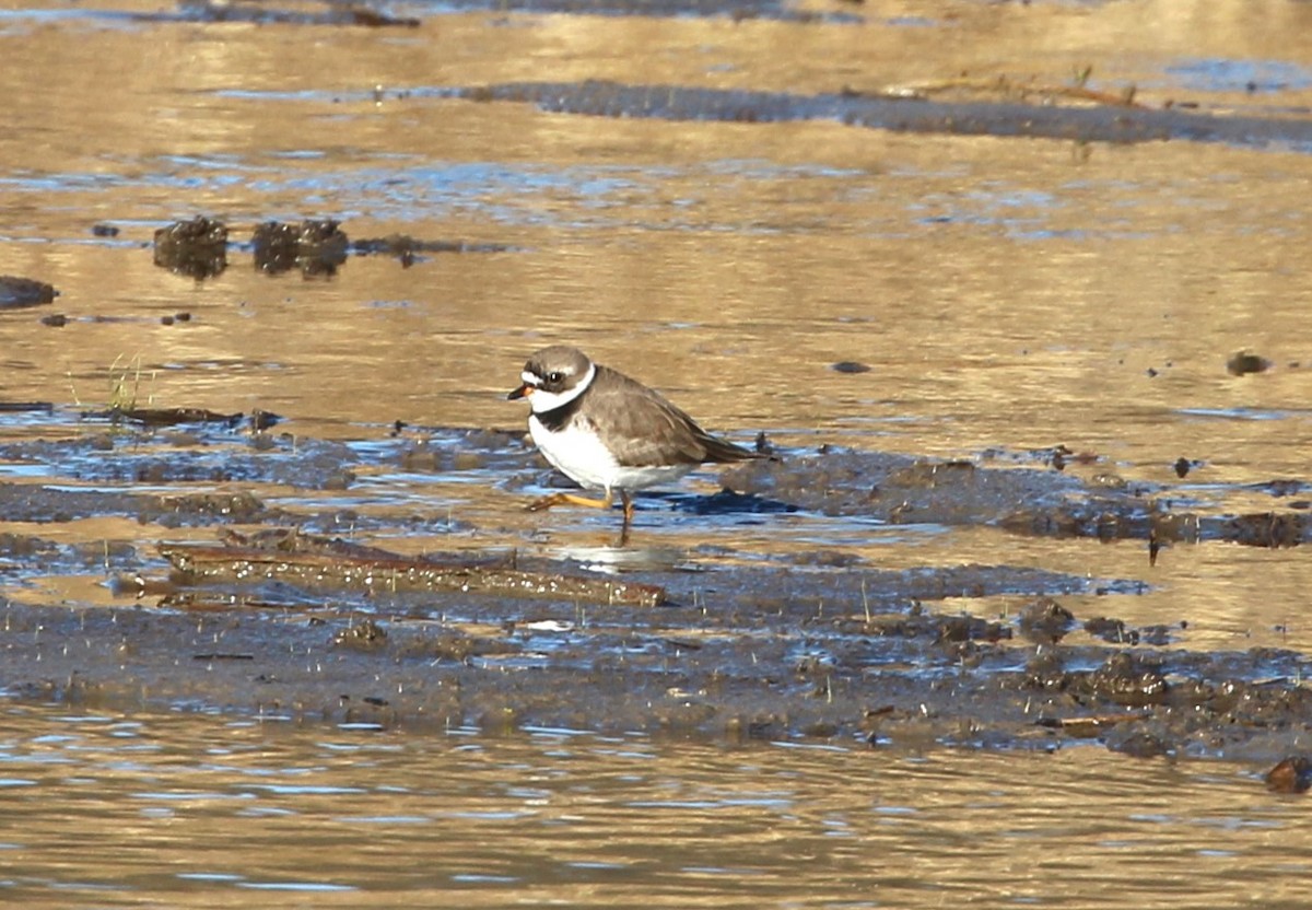 Semipalmated Plover - Terry Pflugrad