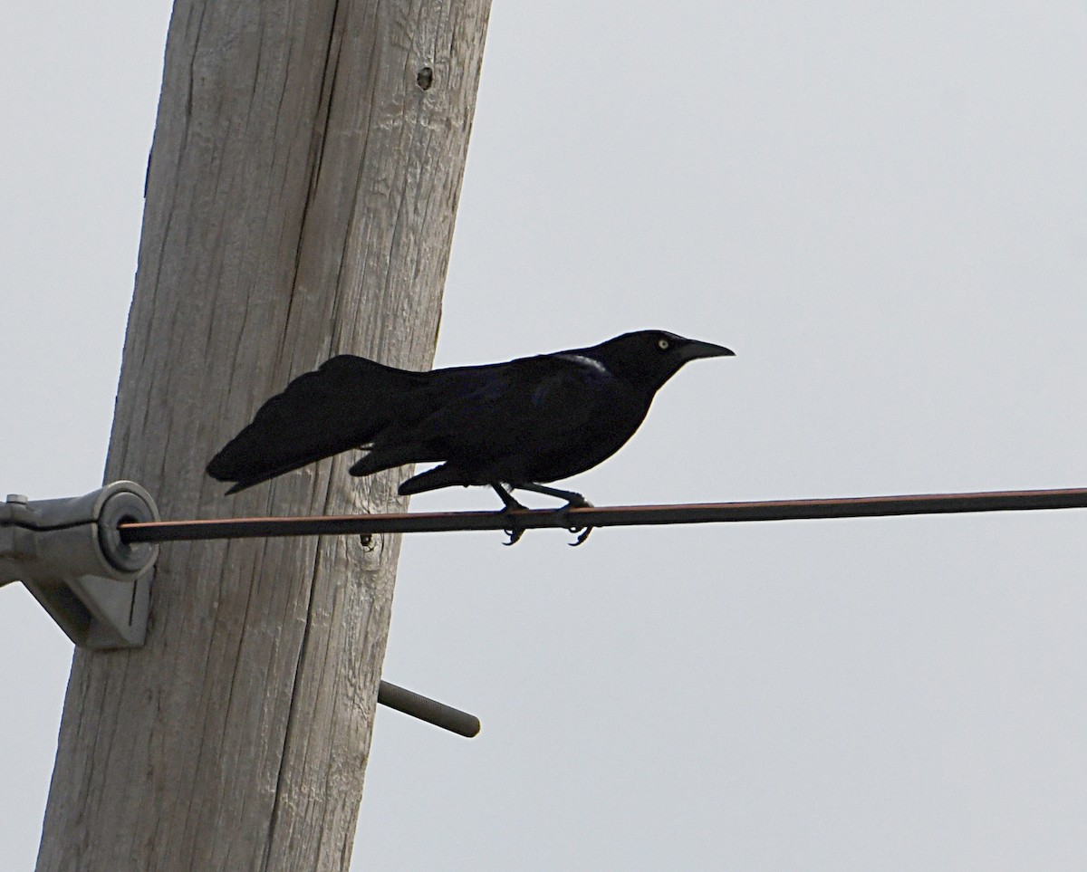 Great-tailed Grackle - ML618176826