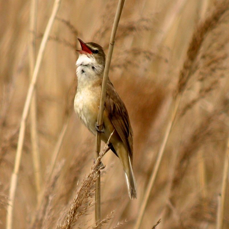 Great Reed Warbler - Stu Elsom