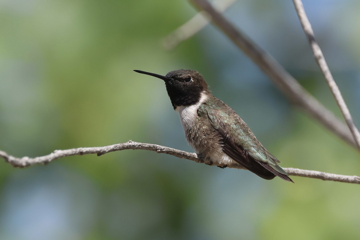 Black-chinned Hummingbird - ML618176844