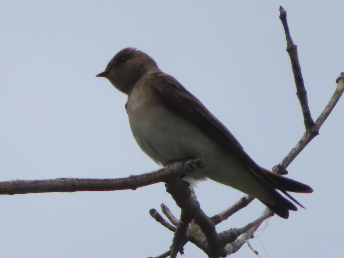 Northern Rough-winged Swallow - J.A. Jensen