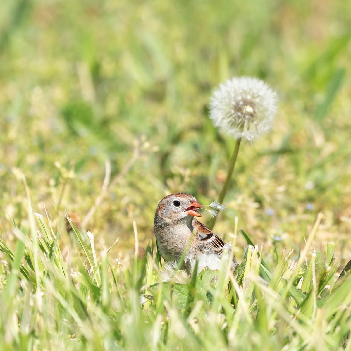 Field Sparrow - Lynn Gregg