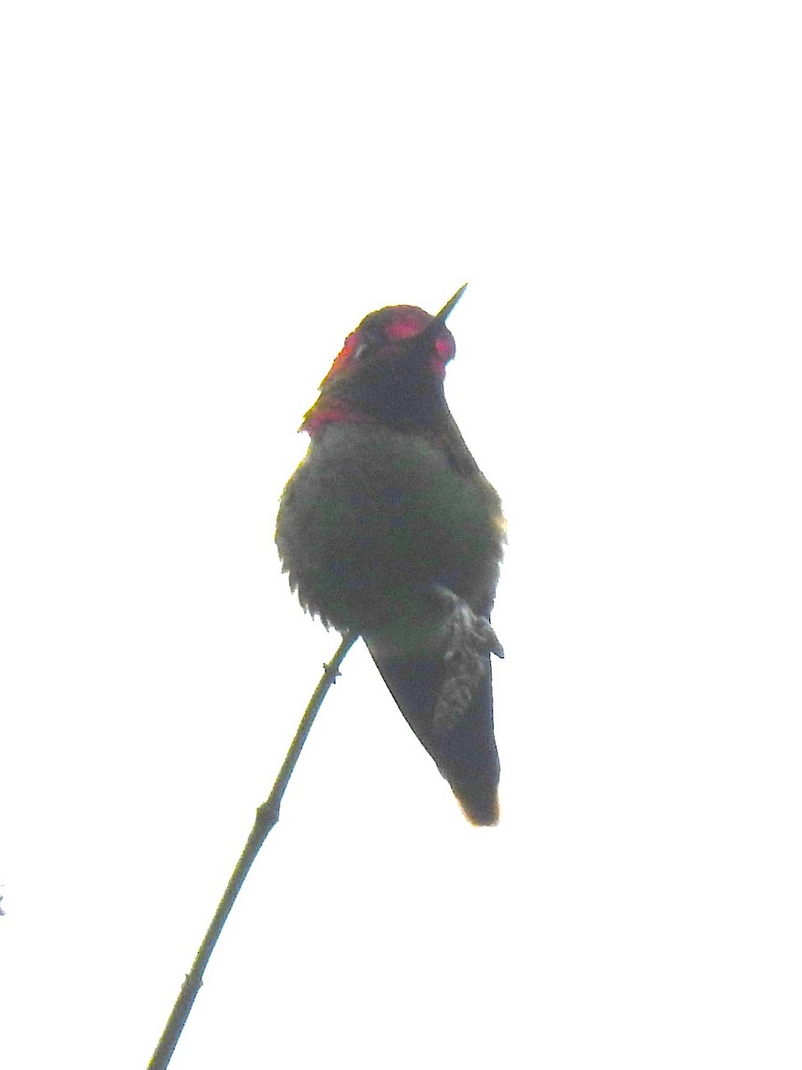 Anna's Hummingbird - ML618177055