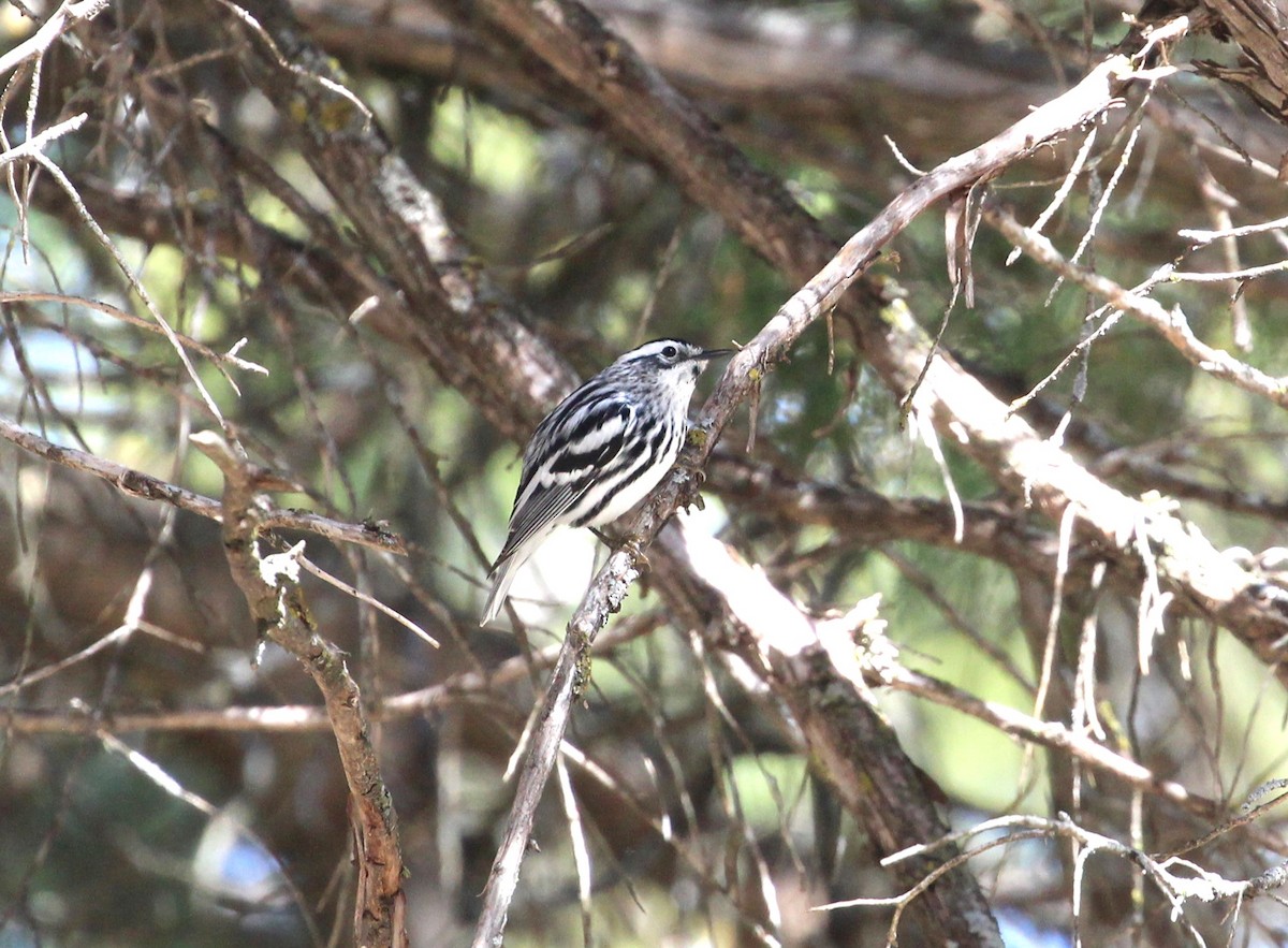 Black-and-white Warbler - ML618177063