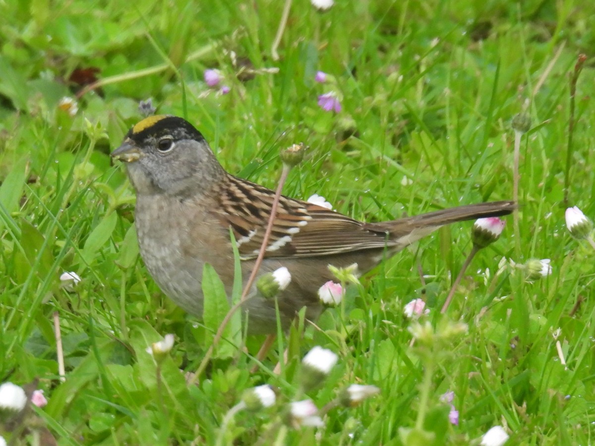 Golden-crowned Sparrow - Erik Bergman