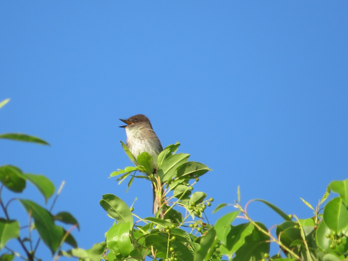 Eastern Phoebe - Anne Armstrong