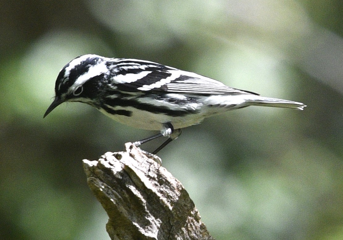 Black-and-white Warbler - ML618177144