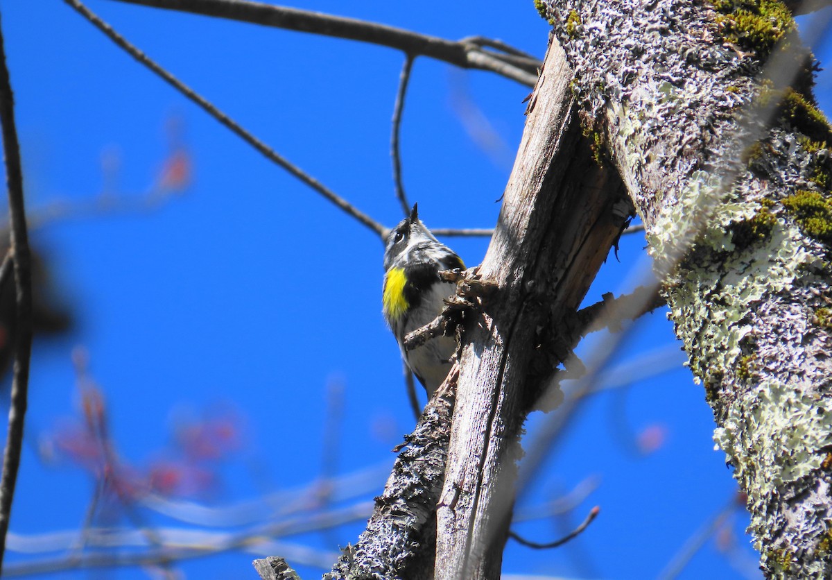 Yellow-rumped Warbler (Myrtle) - ML618177195