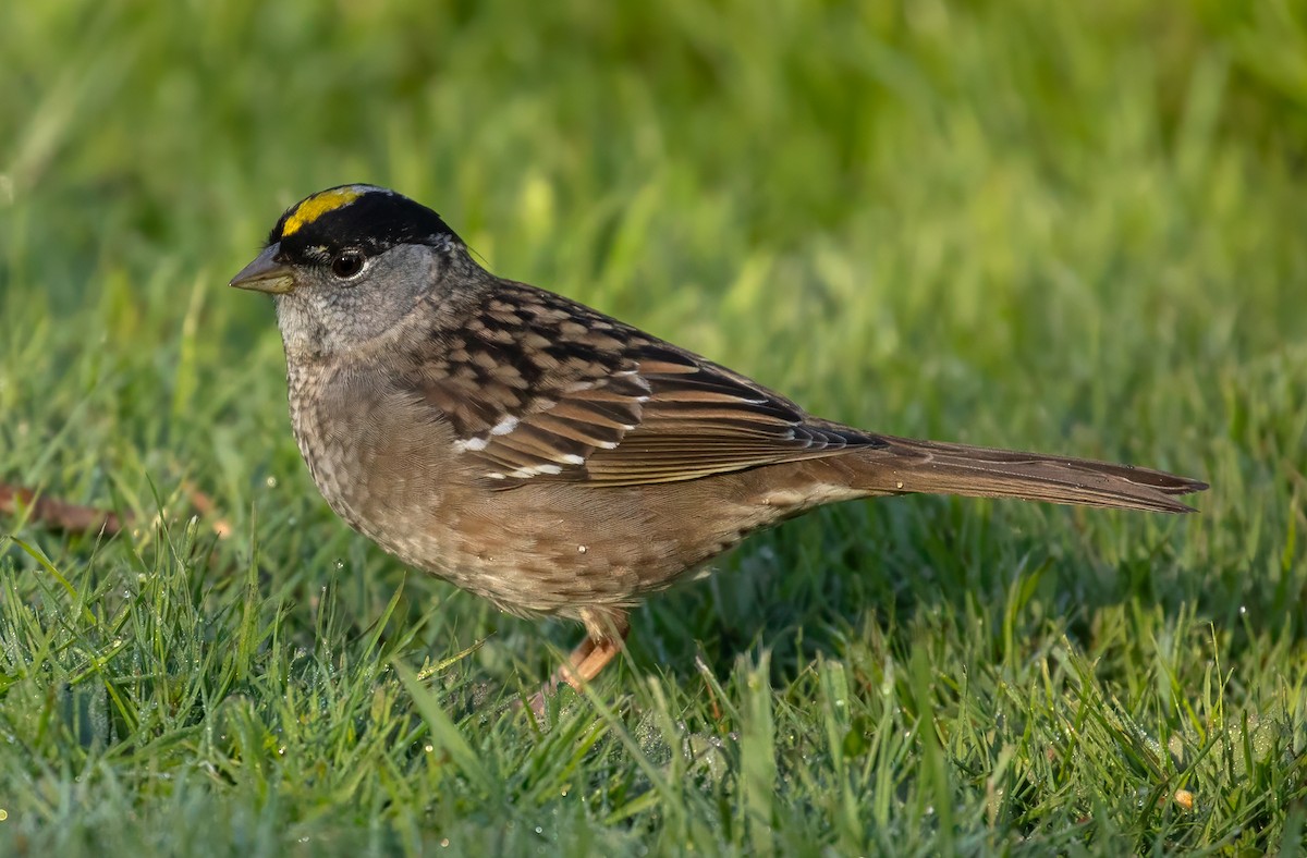 Golden-crowned Sparrow - Charles Dodd