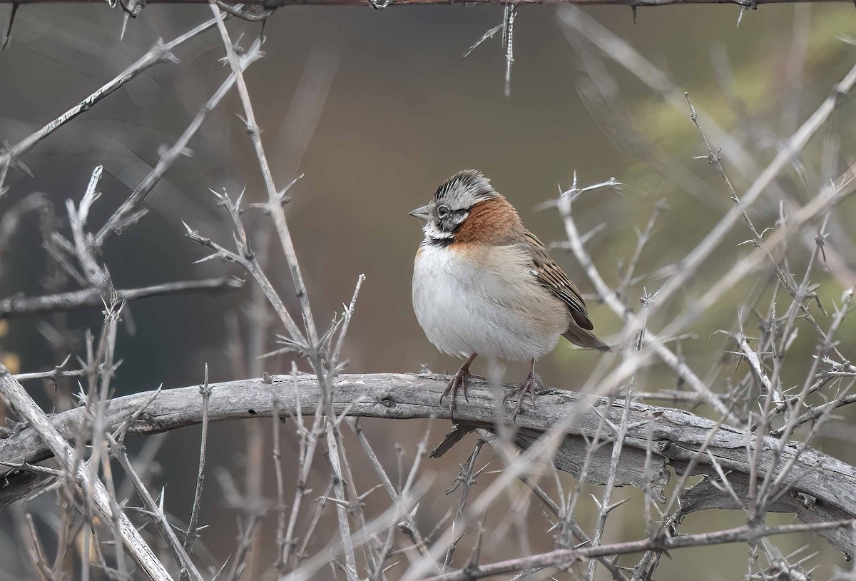 Rufous-collared Sparrow - ML618177240