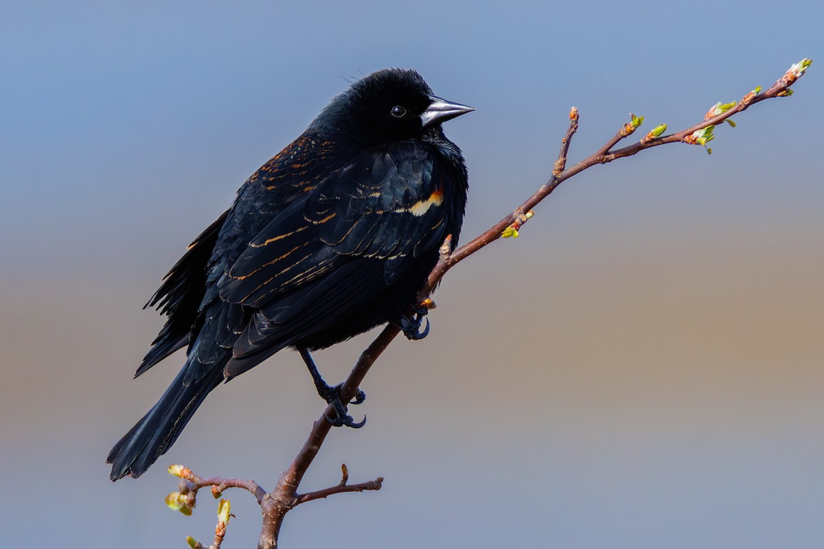 Red-winged Blackbird - Matt Tarr