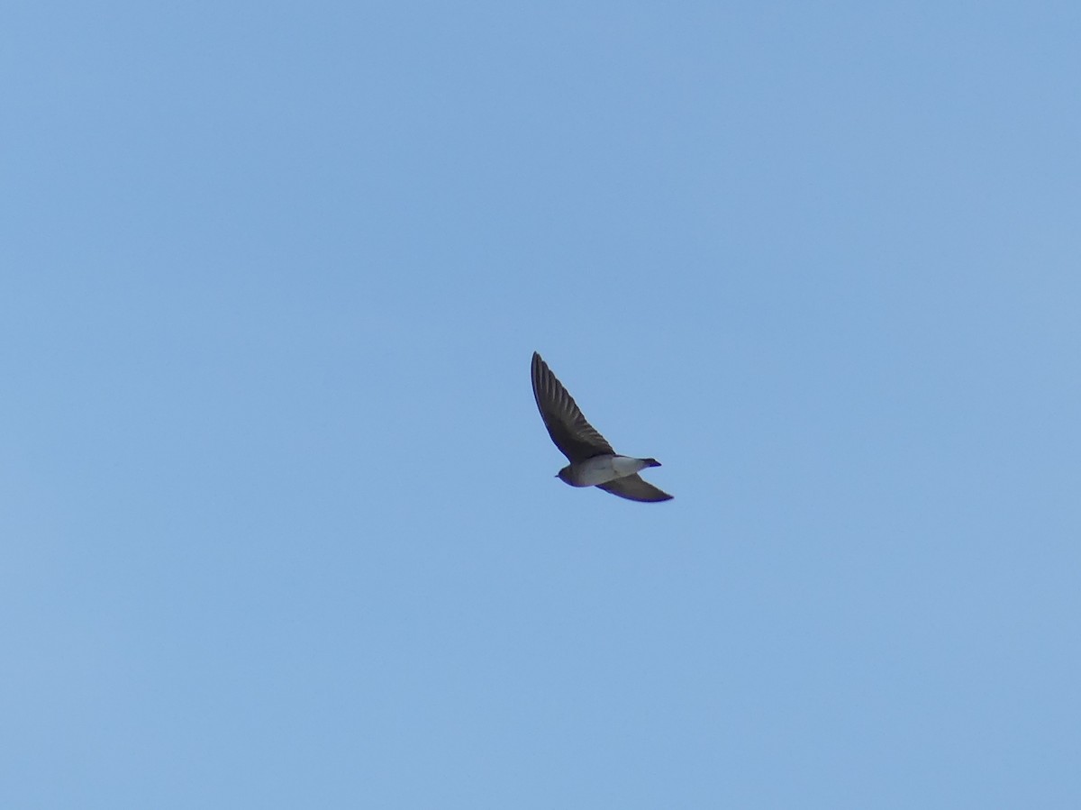 Northern Rough-winged Swallow - ML618177275