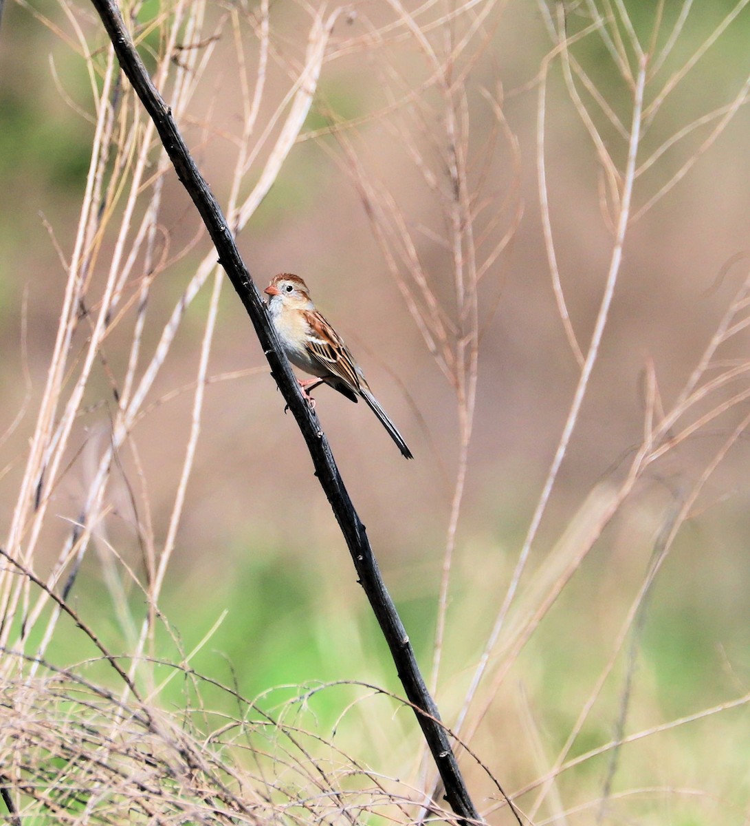 Field Sparrow - DICK GRUBB
