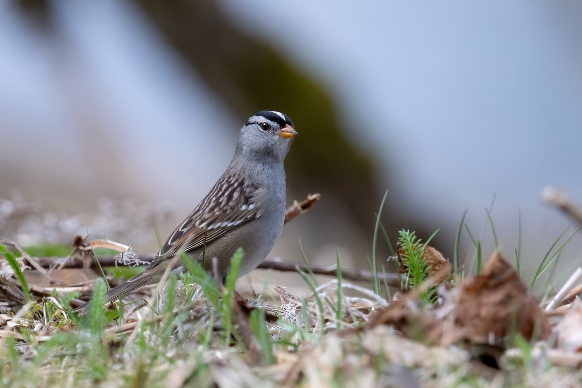 White-crowned Sparrow (Gambel's) - ML618177334