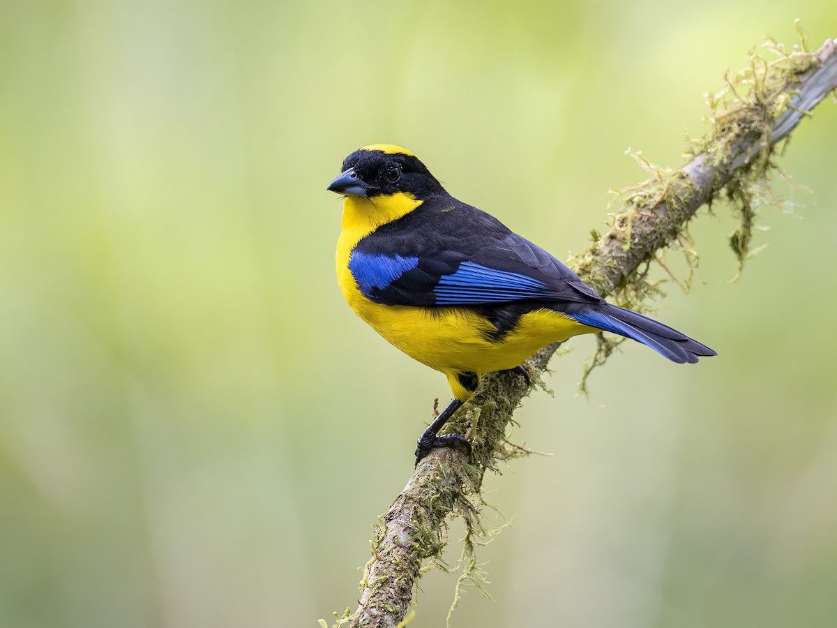 Blue-winged Mountain Tanager (Blue-winged) - ML618177362
