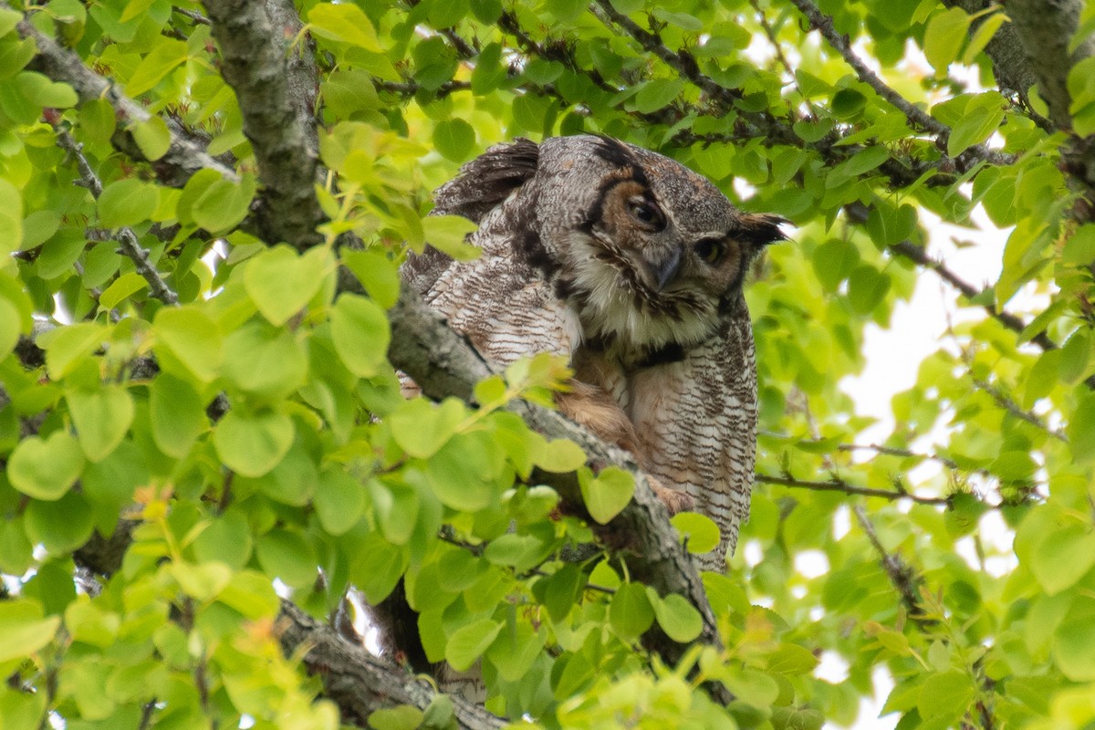 Great Horned Owl - ML618177367