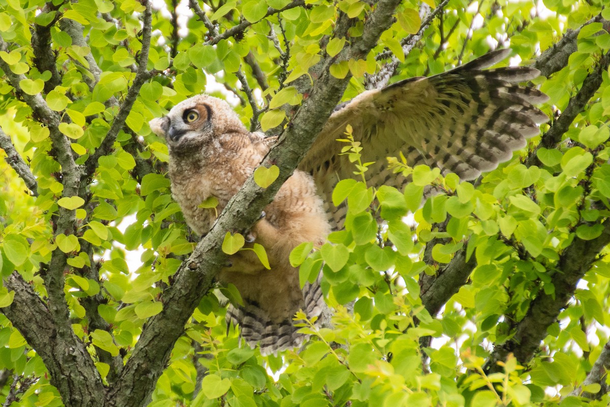 Great Horned Owl - ML618177368