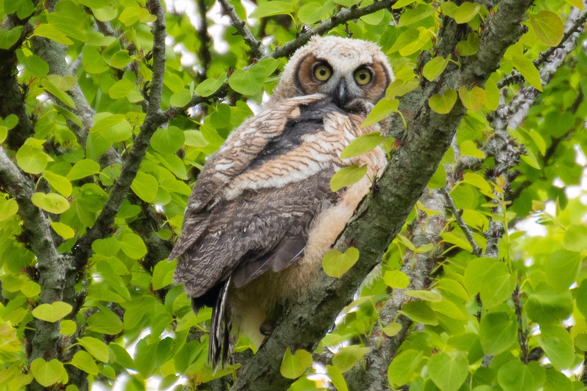 Great Horned Owl - ML618177369
