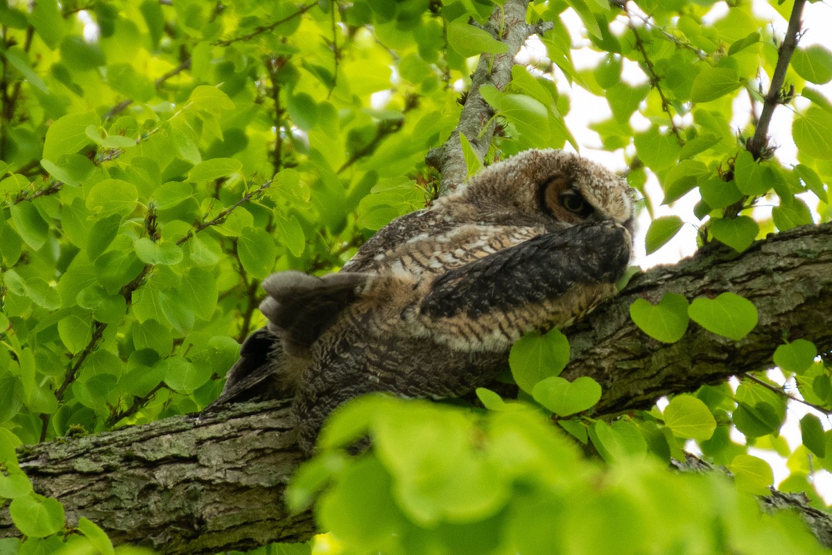 Great Horned Owl - ML618177370