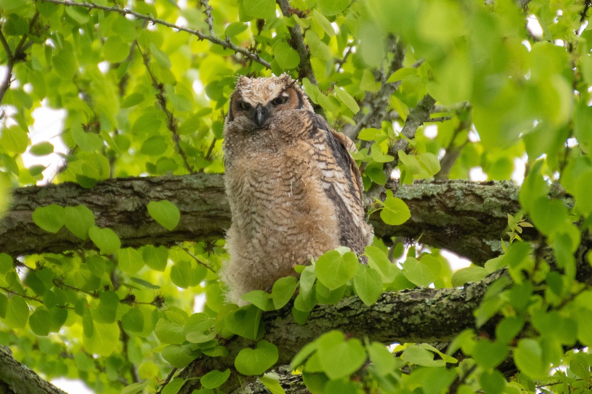 Great Horned Owl - ML618177372