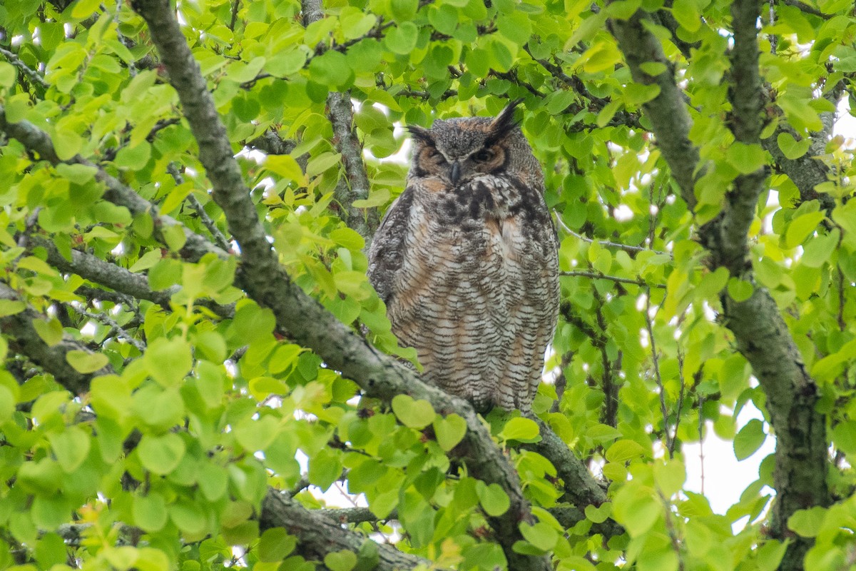 Great Horned Owl - ML618177373