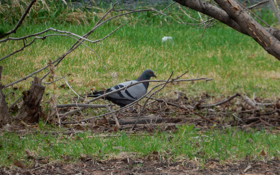 Rock Pigeon (Feral Pigeon) - ML618177499
