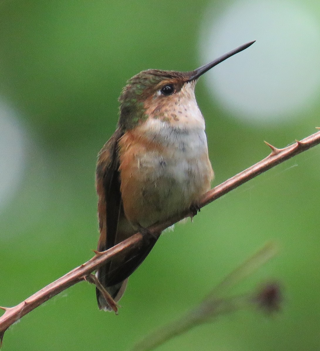 Rufous Hummingbird - ML618177571