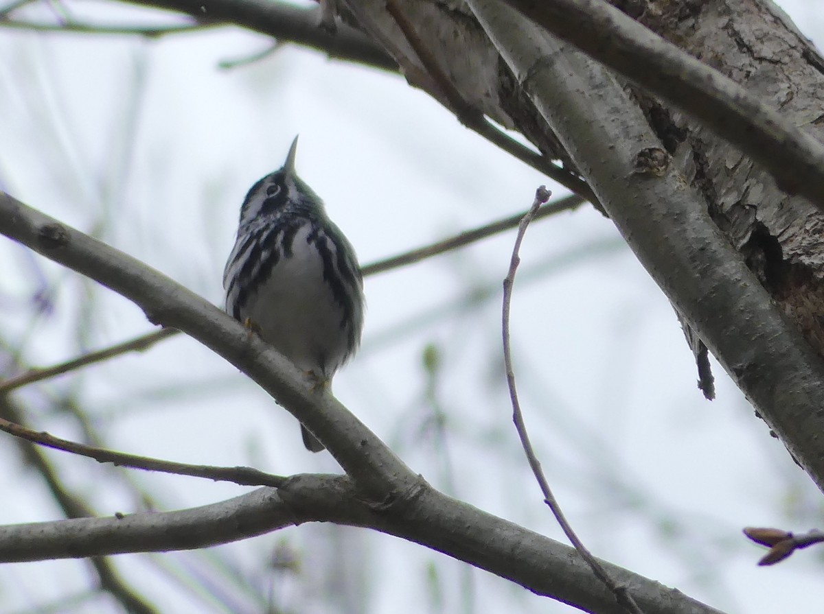 Black-and-white Warbler - ML618177585