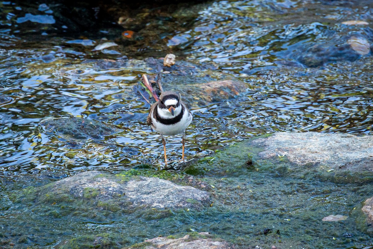 Semipalmated Plover - ML618177586