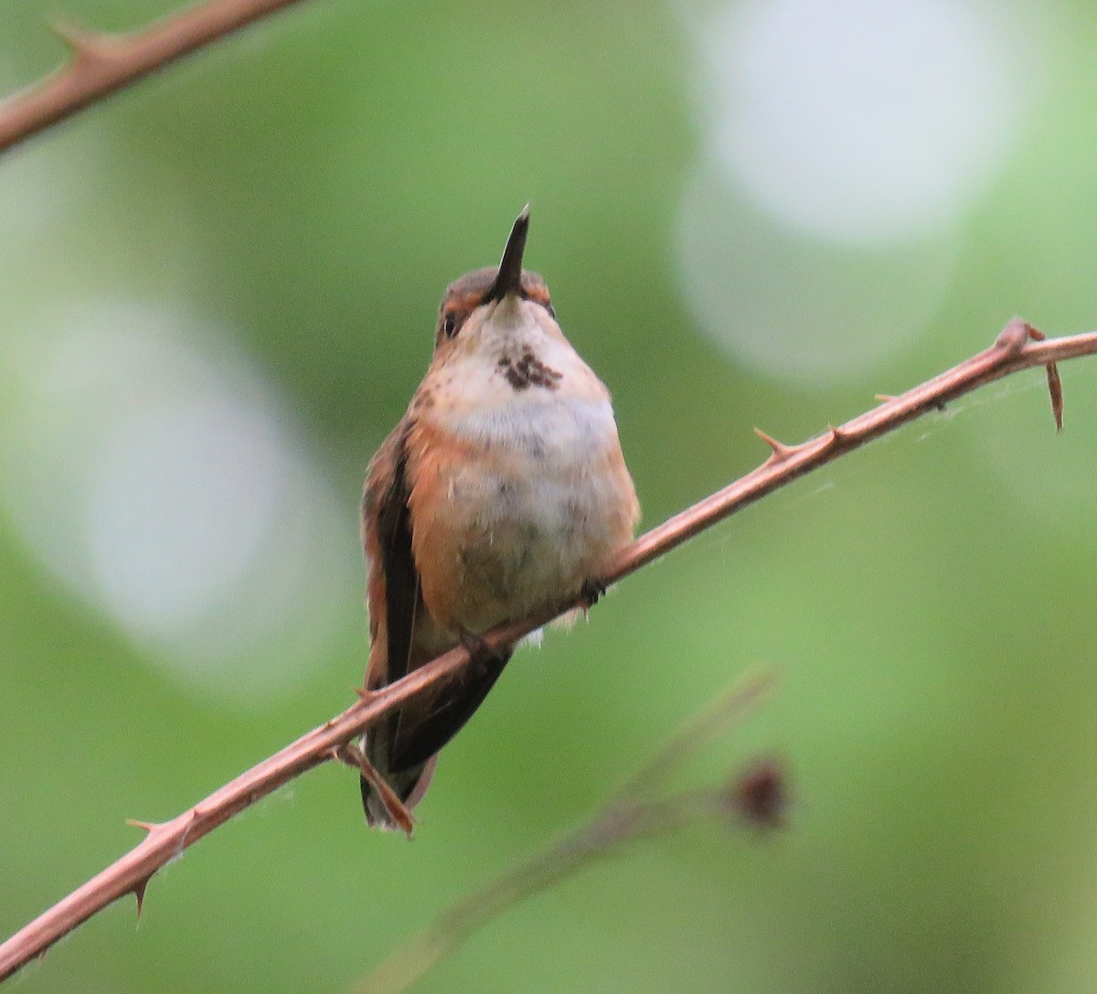 Rufous Hummingbird - Pam Otley