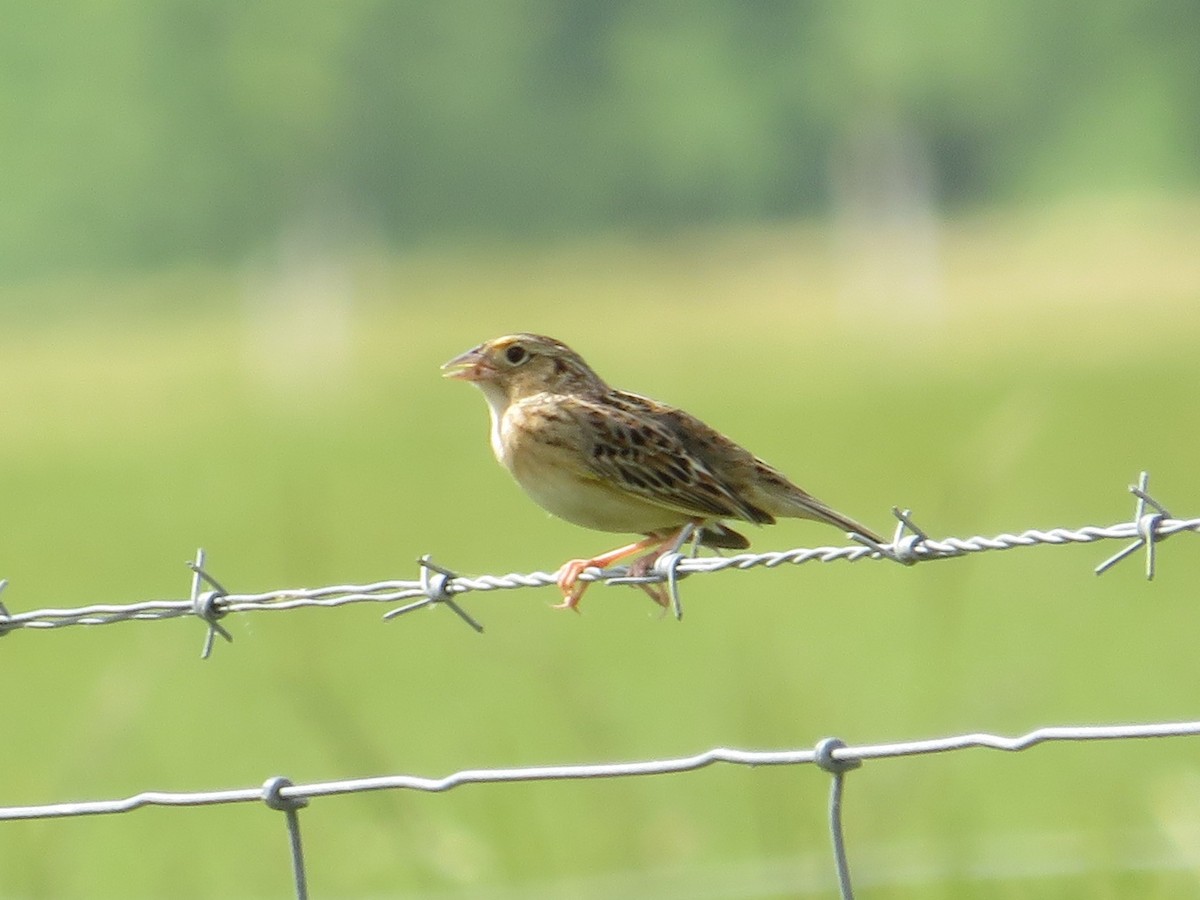 Grasshopper Sparrow - ML618177664