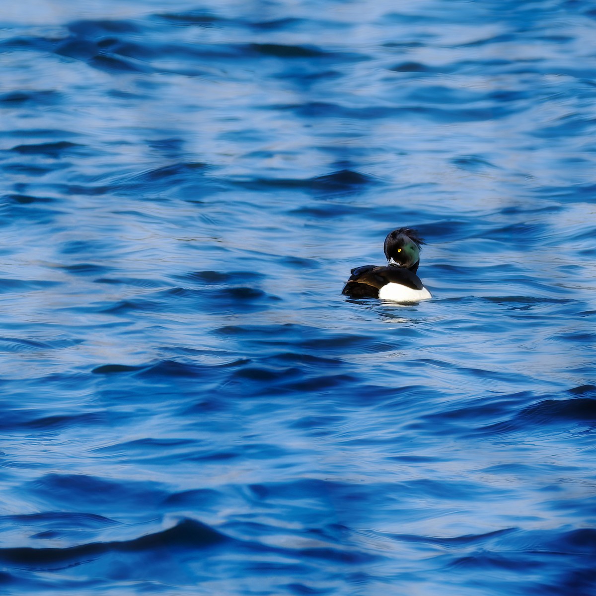 Tufted Duck - ML618177710