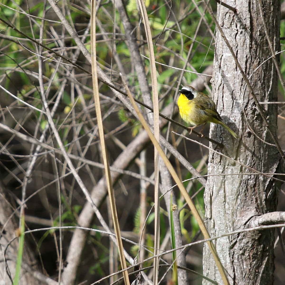 Common Yellowthroat - Lori Large